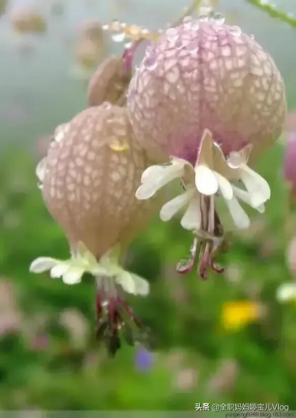 化妆舞会活动策划(化妆舞会策划案范本)