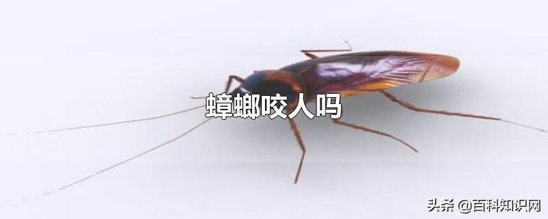蟑螂咬人吗 有毒吗(蟑螂为什么会咬人)