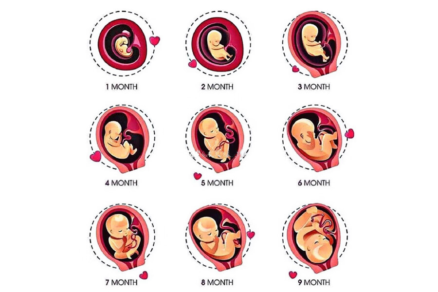 孕妇怀孕全过程(记录怀孕全过程)