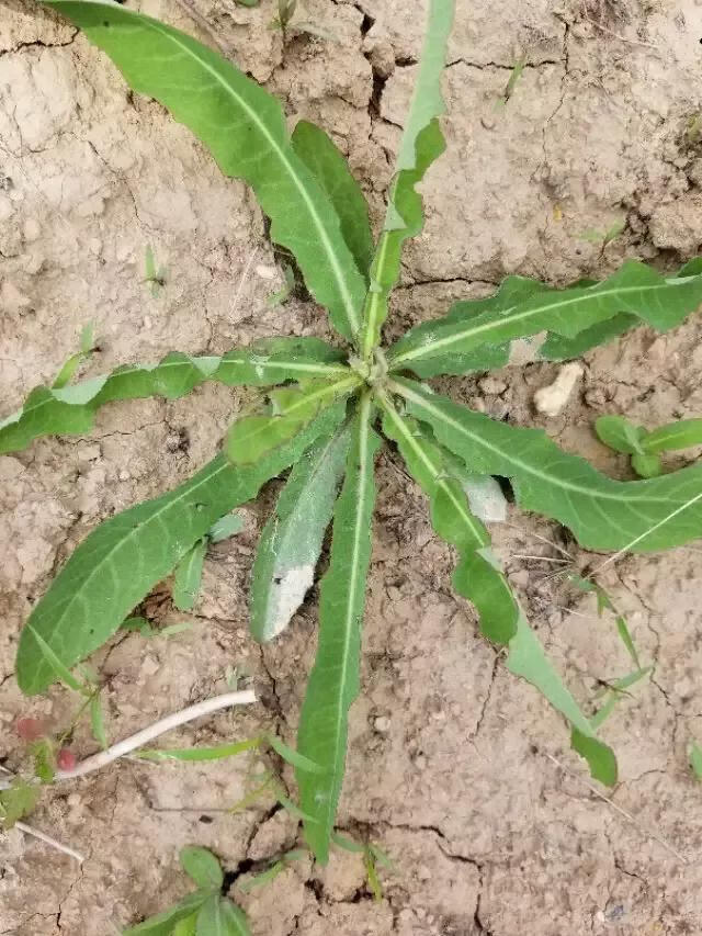 苦苣菜(苦菊和苦苣一样吗)
