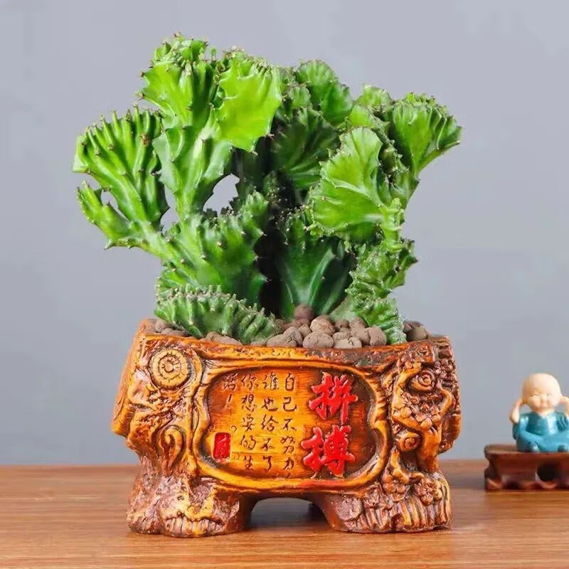 麒麟树风水讲究麒麟的风水作用及麒麟的摆放