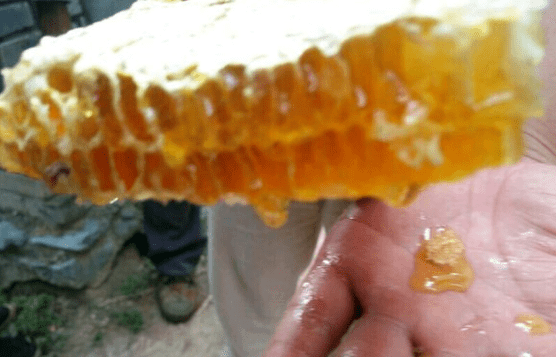 孕妇可以喝蜂蜜吗?孕早期(孕妇可以喝蜂蜜水吗)