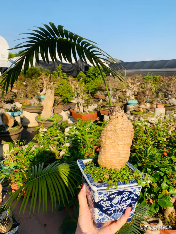 石山墓地风水(墓地风水讲解)
