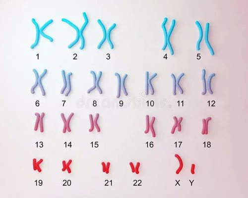 染色体检查怎么做(染色体检查项目)