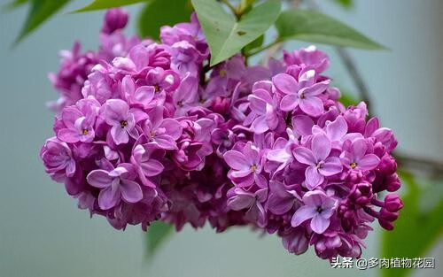 丁香樹與風水(丁香花對人的影響)