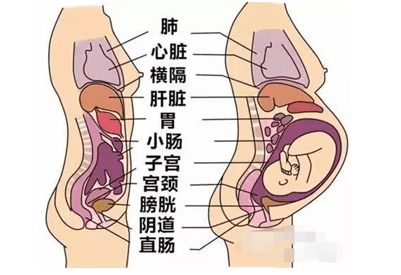 怀孕四个月孕肚图(4个月的孕肚图片)