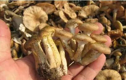 榛蘑菇多少钱一斤(榛蘑是什么蘑菇)