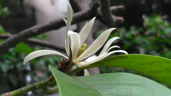 白兰花的风水(白花葱兰图片)