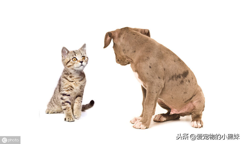 动物佝偻病图片(佝偻病长大后图片)