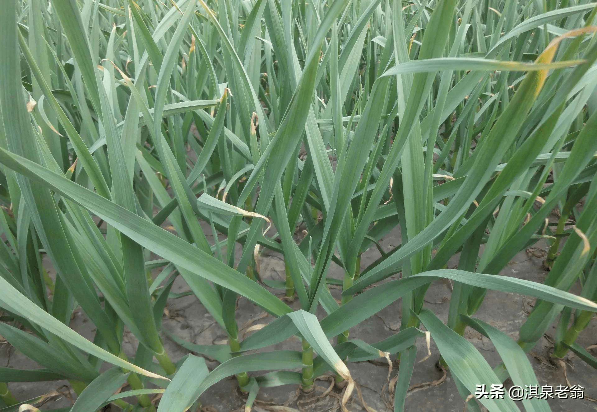 青蒜(青蒜是什么菜)