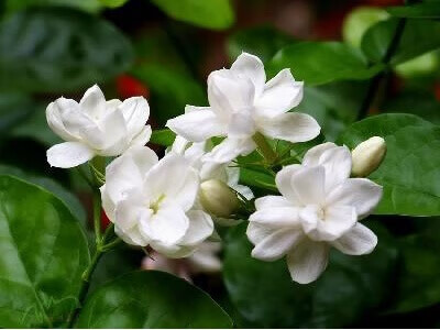 茉莉花怎么养才能开花