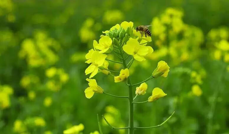 油菜花的诗句(到底什么是油菜)