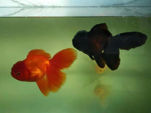 这才是老邹大叔的金鱼得以颜色靓丽的最根本的原因,这个因素是任何