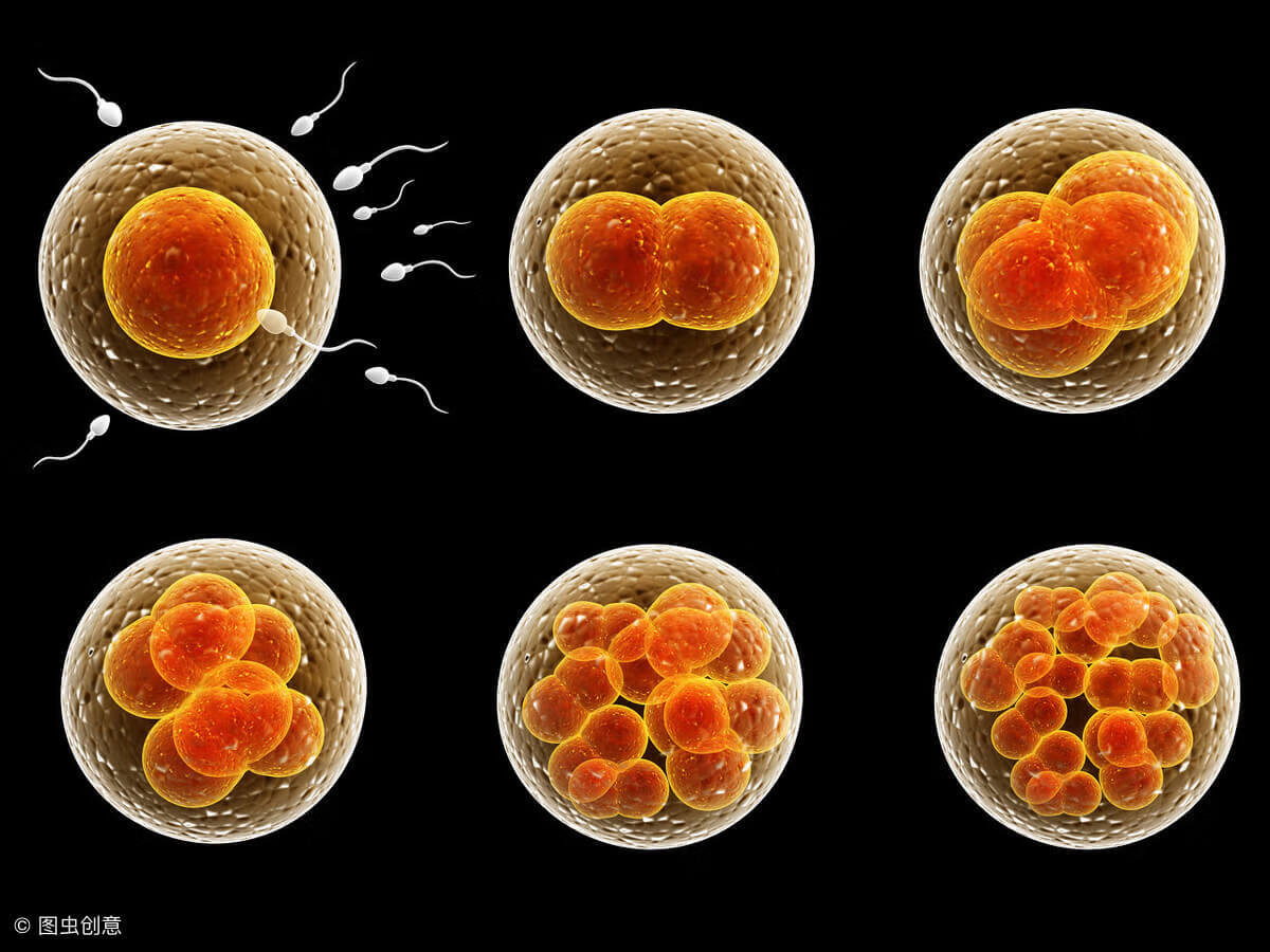 1億精子只有1顆遇到卵子結合,受孕過程孕夫妻要了解,長知識