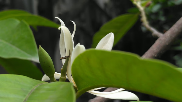 白兰花的风水(白花葱兰图片)