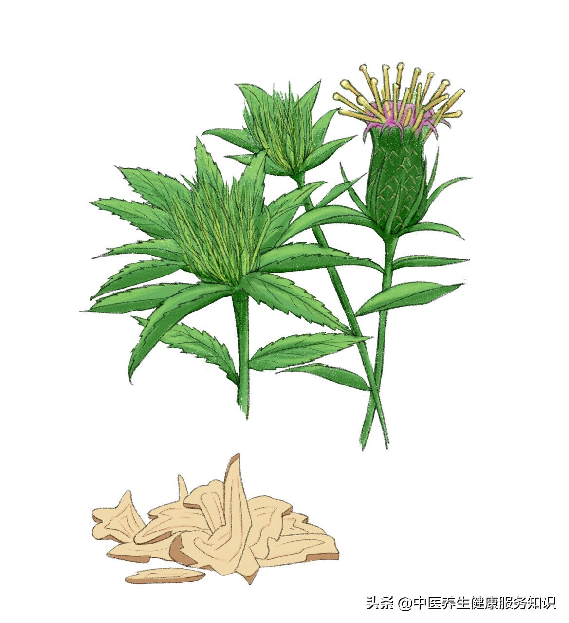 白术的功效与作用点的功效(白术的功效与作用及禁忌)