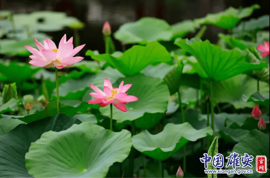 白洋淀的荷花啥时候开(白洋淀荷花节是几月几号)