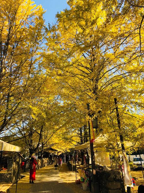 11月份去哪里旅游好玩(11月出游有哪些好地方)