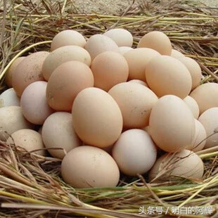 鸽子蛋孕妇吃几个(鸽子蛋对孕妇的功效与作用)