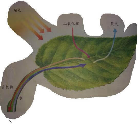 植物呼吸作用简图图片