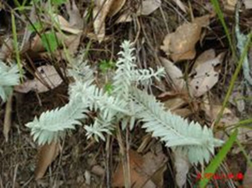 鹿茸草别名(鹿鞭草)