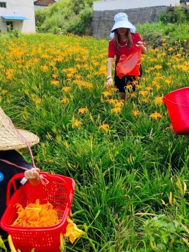 黄花菜的药用价值是什么(黄花菜的营养价值和药用价值)