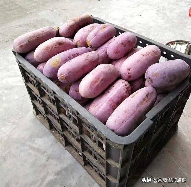 通草果(通草图片)