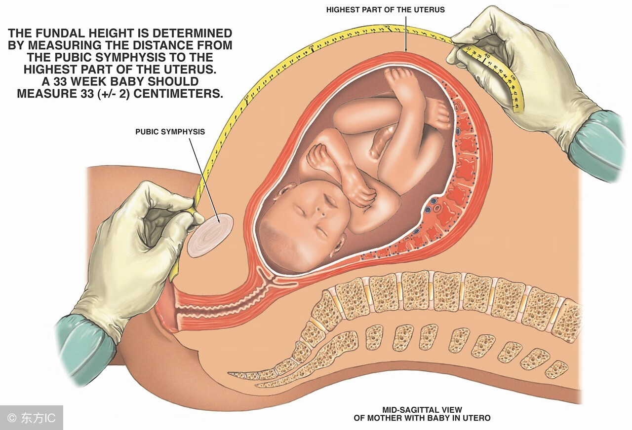 胎儿体重估测怎么看(如何评估胎儿体重)