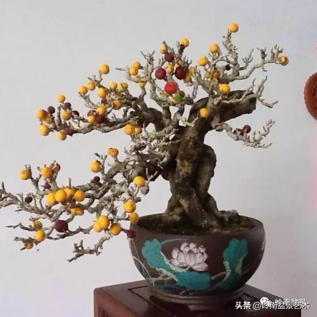 百万元一颗棠梨盆景图片