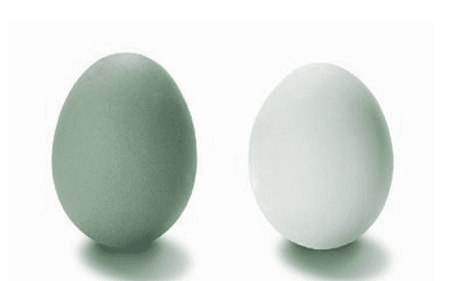绿壳鸡蛋和黄壳鸡蛋的区别(绿壳鸡蛋有假的吗)