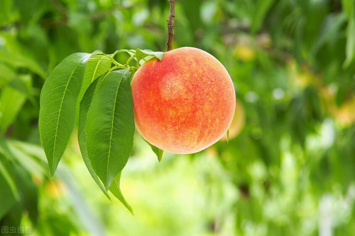 桃子的资料有哪些(根本桃子资料)