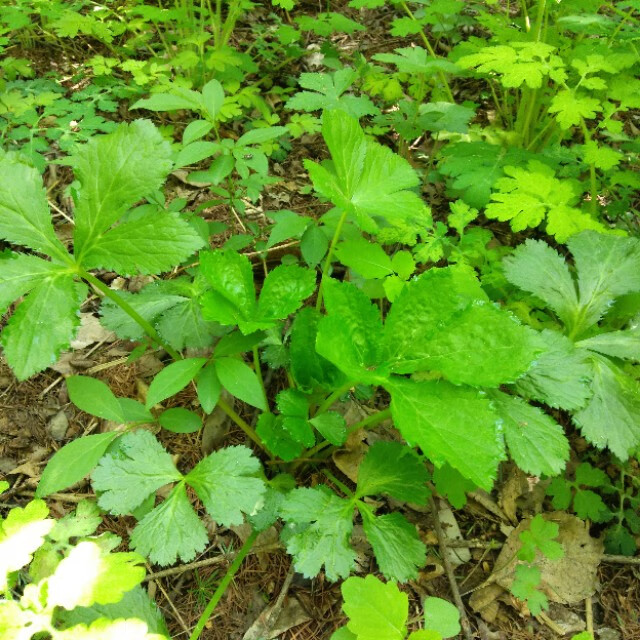 东北山野菜都有哪些(东北山野菜图片)