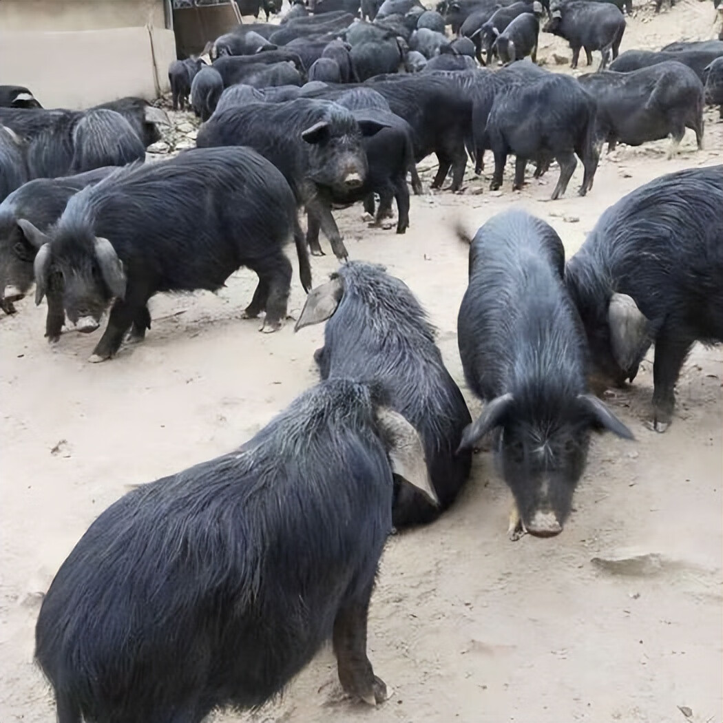 黑猪肉和土猪肉有什么区别(黑猪肉图片)