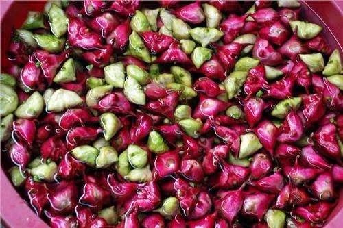 菱角菜是什么菜(菱角菜的样子)
