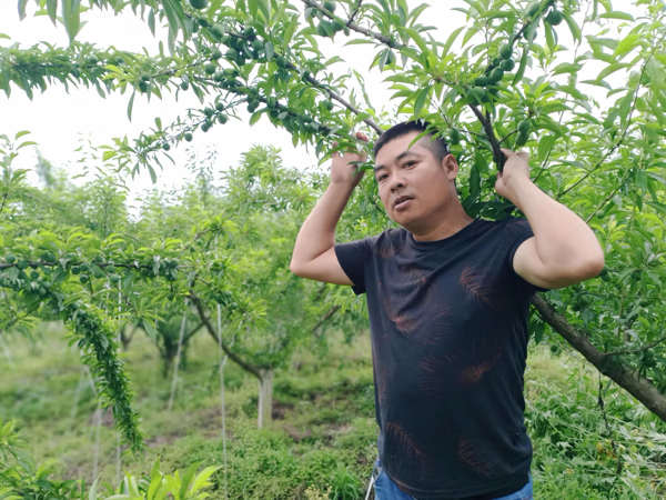 院子里有李子树风水好吗(门口种李子树风水好吗)