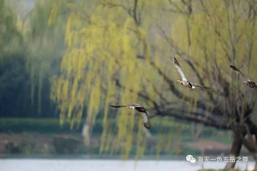 什么的水暖鸭先知(为什么春江水暖鸭先知)