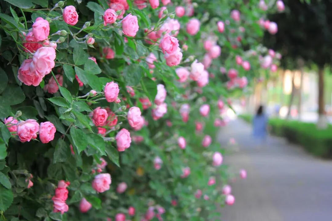 什么花在什么时候开,怎么开(什么花什么时候开花)