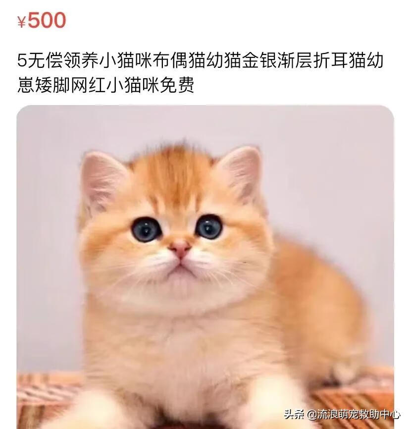 12315可以投诉交易猫吗(交易猫卖家被申诉)