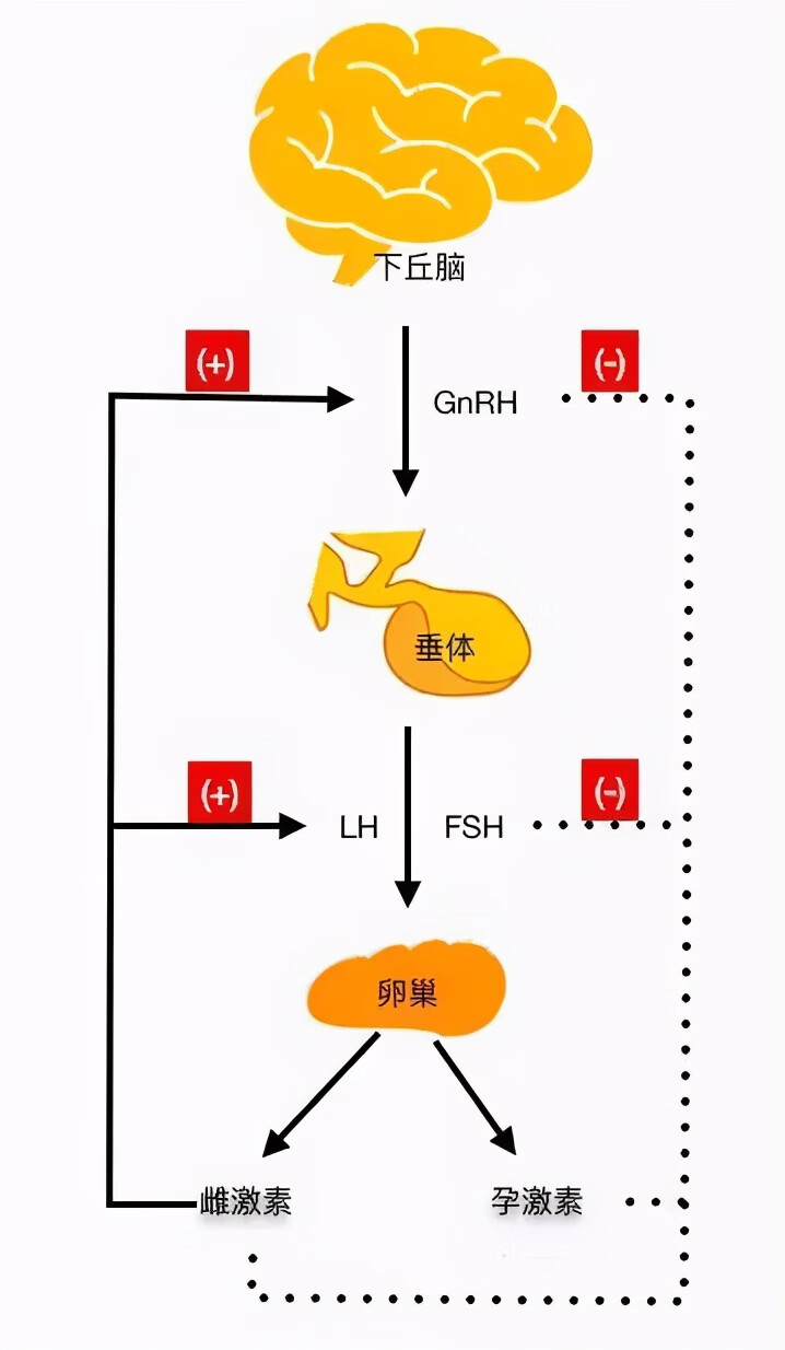 试孕纸怎样显示才是怀孕(试孕纸怎么看怀孕)