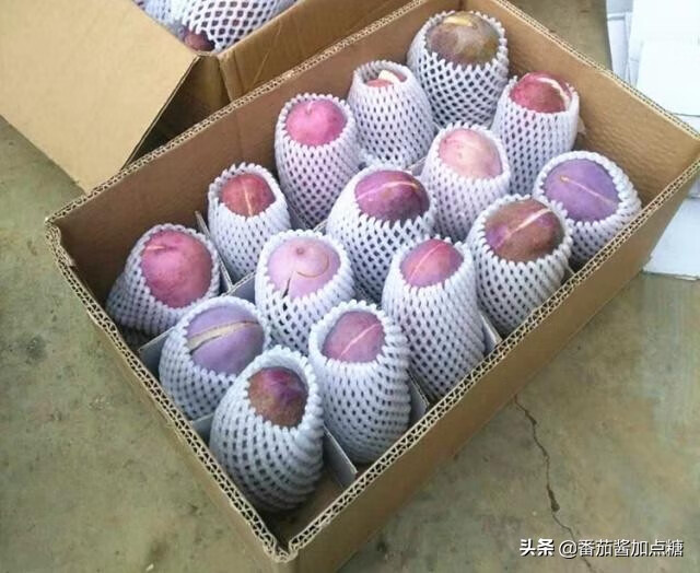 通草果(通草图片)