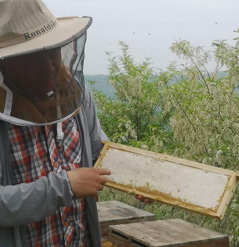 蜂花粉的作用与功效(蜂花粉研究)