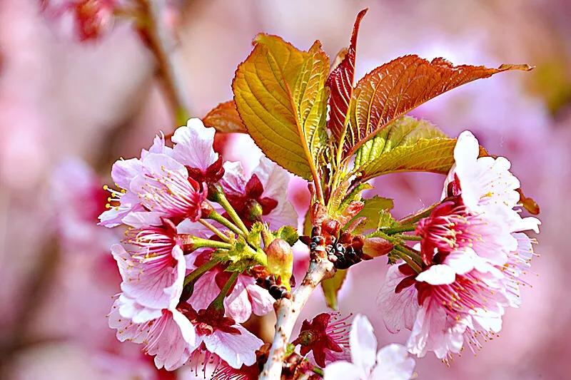 寒绯樱林樱花(八重寒绯樱)