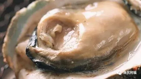 孕妇吃海鲜(孕妇能吃的海鲜排行榜)