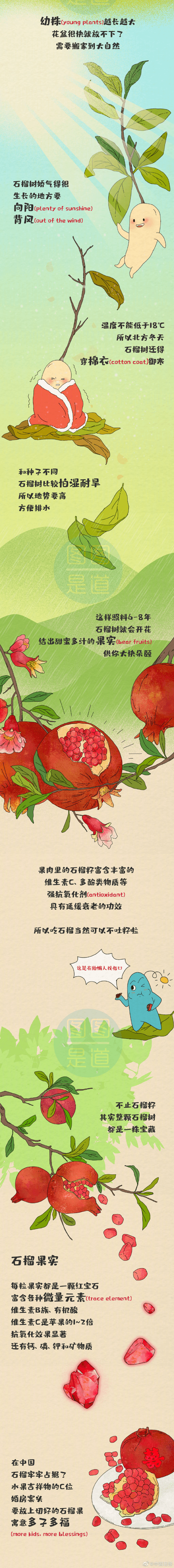 吃石榴吐籽吗?(吃番石榴吐籽吗)