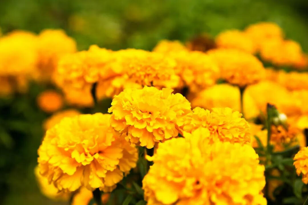 什么花在什么时候开,怎么开(什么花什么时候开花)