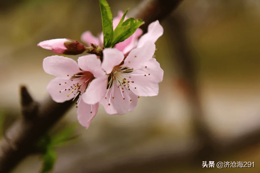 一枝红杏出墙来是什么季节的(春眠不觉晓)