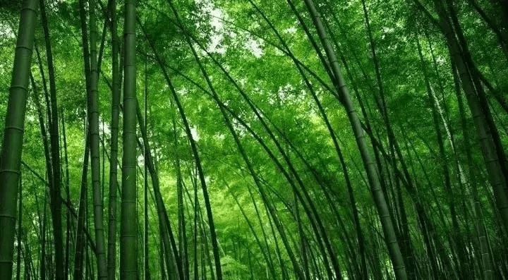 风水挡煞用什么竹子好(竹子太高可以剪了风水影响吗)