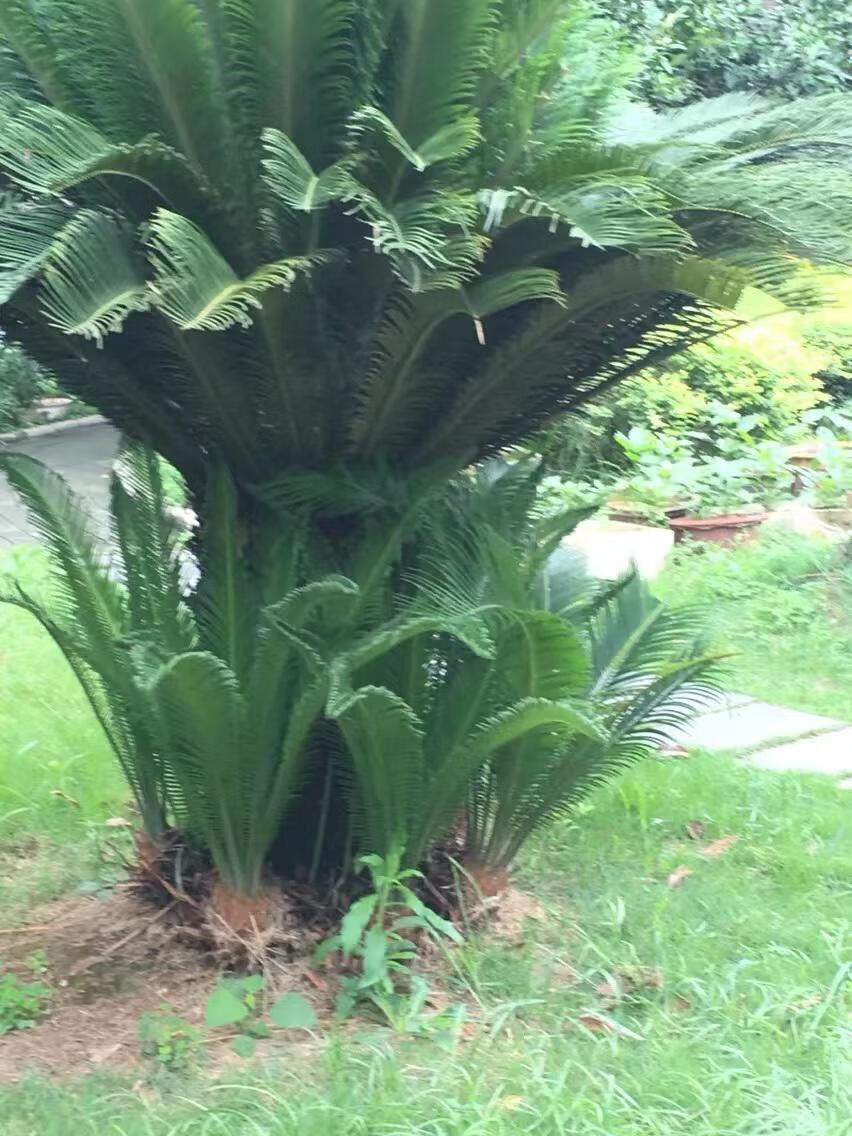 铁树花图片(铁树花多少钱一斤)