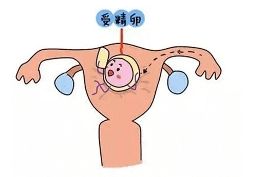 卵细胞的存活时间(精子和卵子存活时间是多久)