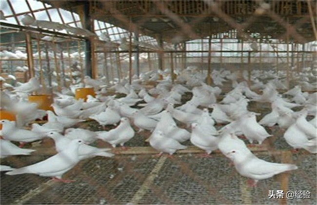 白鸽养殖技术(怎样养白鸽才养得好)